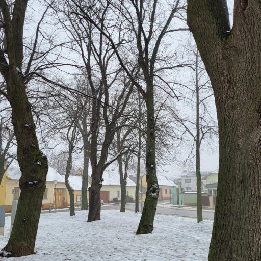 Linden im Kirchenpark 