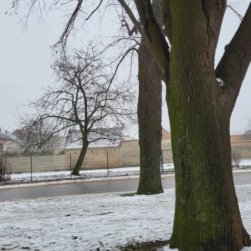 Linden im Hintergrund Nussbaum